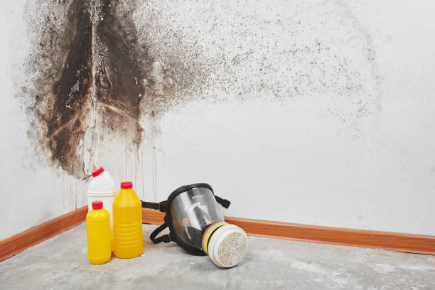 Attic Mold Removal in Greene, RI