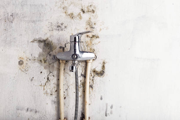 Best Toxic Mold Removal  in Greene, RI