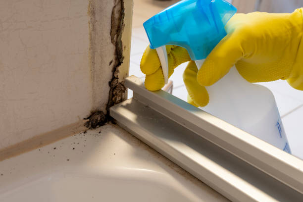 Best Mold Damage Repair  in Greene, RI