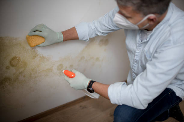 Best Affordable Mold Removal  in Greene, RI
