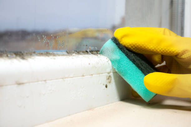 Professional Mold Removal in Greene, RI