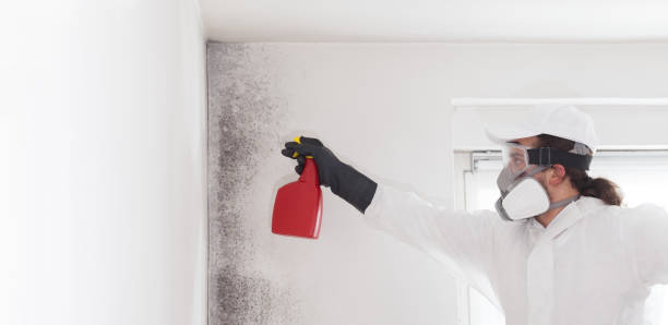 Best Mold Cleaning Services  in Greene, RI
