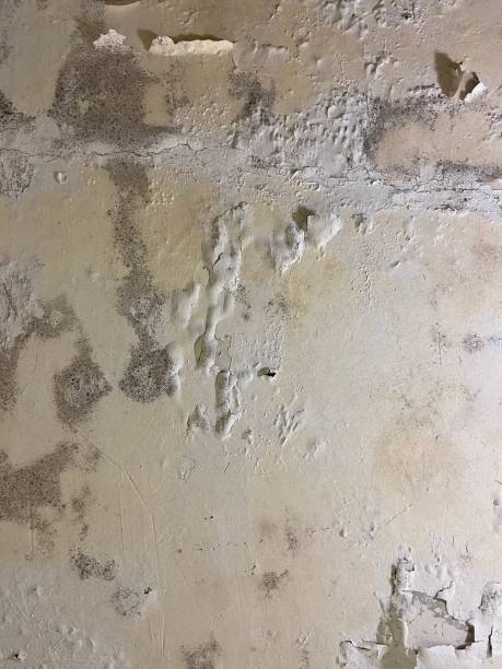 Best Mold Testing  in Greene, RI