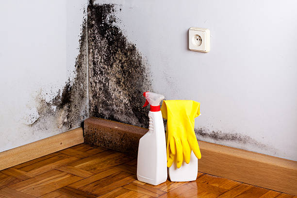 Best Mold Removal Near Me  in Greene, RI